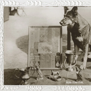 Film dog Rin Tin Tin with trophies, prizes and awards