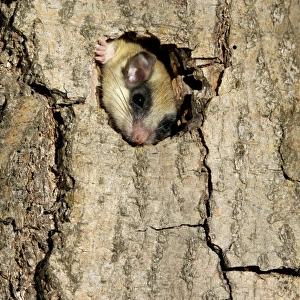 Forest dormouse, adult, climbs out of its shelter