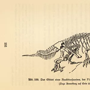 Fossil skeleton of an extinct Plateosaurus trossingensis