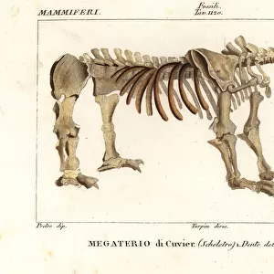 Fossil skeleton of the giant ground sloth, Megatherium