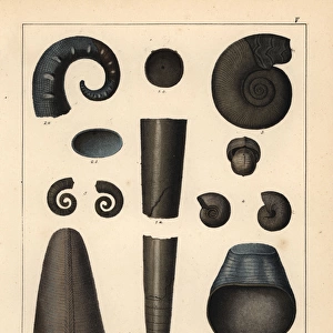 Fossils of extinct cephalopods and ammonoids