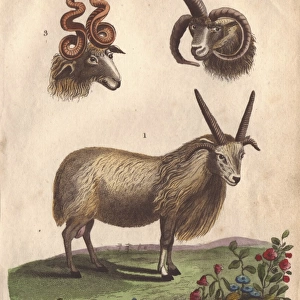 Four-horned ram (Ovis aries) and horns of the