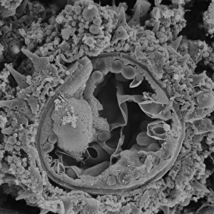 Fractured pollen grain