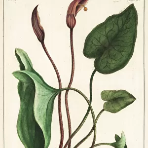 Friars cowl or larus, Arisarum vulgare