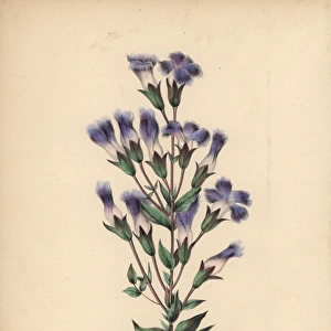 Fringed gentian with blue, lilac and white