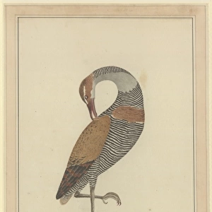 Gallirallus philippensis, buff-banded rail