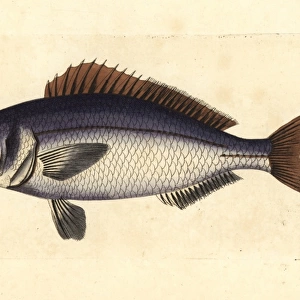Golden-eyed lutian or snapper (jobfish) Pristipomoides