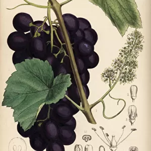 Grape vine, Vitis vinifera