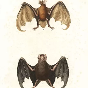 Greater bulldog bat or fisherman bat (Noctilio leporinus