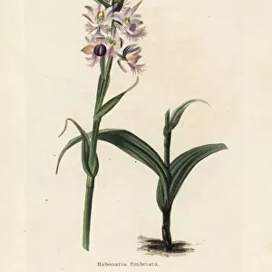 Greater purple fringed orchid, Platanthera grandiflora