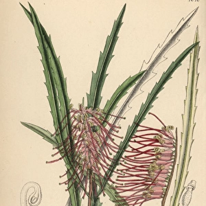 Grevillea aspleniifolia, pink evergreen plant