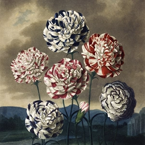 A Group of Carnations