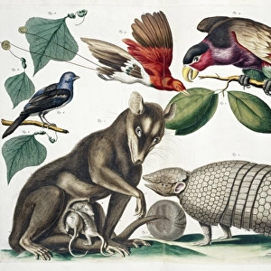 A group of mammals and birds