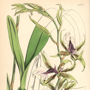 Halberd-lipped odontoglossum orchid, Odontoglossum