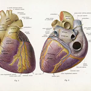Heart (Latin)