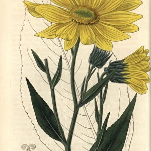 Helianthus pubescens, Illinois sunflower