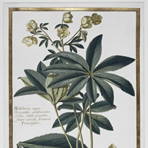 Helleborus kochii, false rose