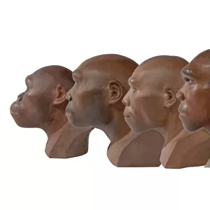 Hominid reconstructions in chronological order