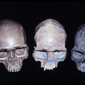 Homo sapiens crania comparison