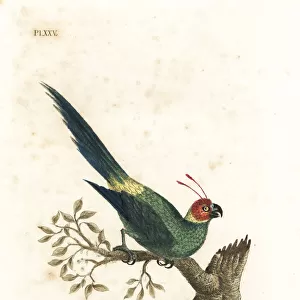 Horned parakeet, Eunymphicus cornutus. Vulnerable