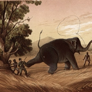 Hunters attempting to trap an elephant, Sri Lanka