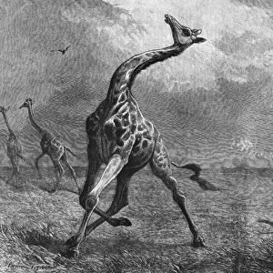 Hunting giraffe