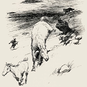 Illustration by Cecil Aldin, The Wild Horses of Iceland