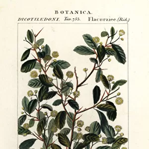 Indian plum, Flacourtia indica