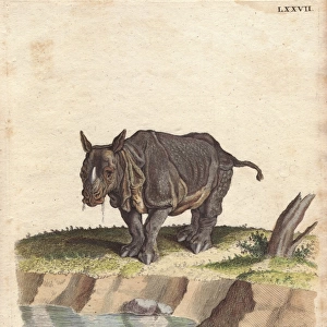 Indian rhinoceros or greater one-horned rhino