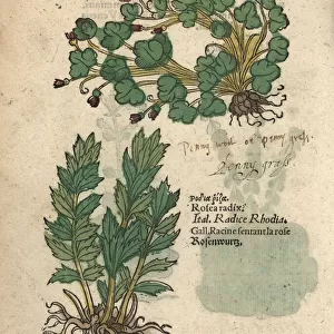 Ivy-leaved toadflax, Cymbalaria muralis