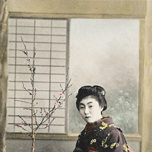 Japanese Geisha girl arranging flowers