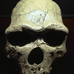 Java Man or Pithecanthropus erectus (Homo Erectus erectus)