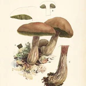 King bolete mushroom, Boletus edulis