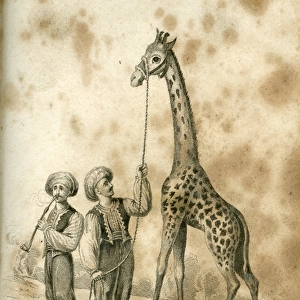 The Kings Cameleopard -- George IVs giraffe