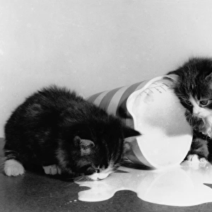 Two kittens with jug of spilt milk