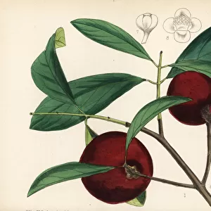 Kokum, amsool or brindall, Garcinia indica