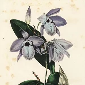 Laelia rubescens orchid