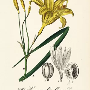 Lemon day-lily, Hemerocallis lilioasphodelus
