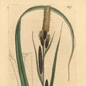 Lesser common carex, Carex acutiformis