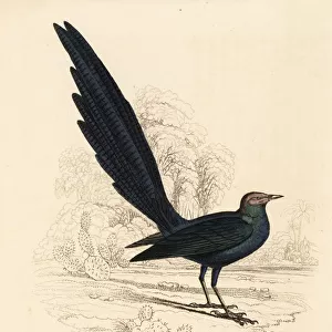 Long-tailed glossy starling, Lamprotornis caudatus