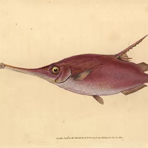 Longspine snipefish, Macroramphosus scolopaX