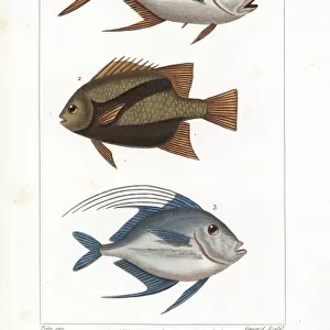 Lookdown 1, 3 and Atlantic spadefish 2