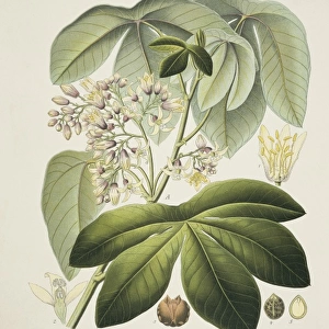 Manihot glaziovii, Ceara rubber tree