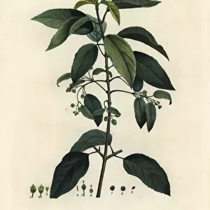 Maqui or Chilean wineberry, Aristotelia chilensis