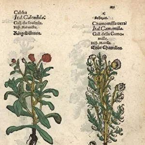 Marigold, Calendula officinalis, and true