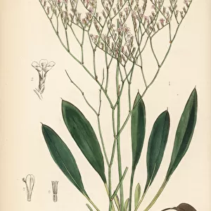 Marsh rosemary or sea lavender, Limonium carolinianum