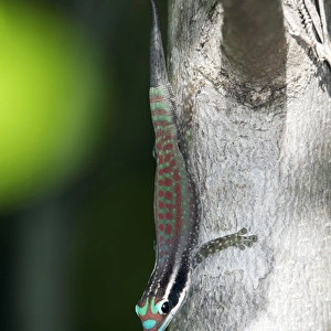 Mauritius ornate day gecko