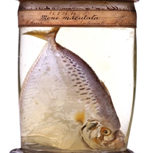 Mene maculata, moonfish