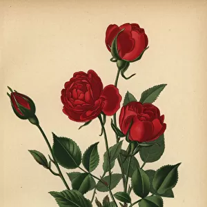Monthly rose, Rosa chinensis var. semperflorens