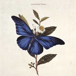 Morpho rhetenor, blue morpho butterfly